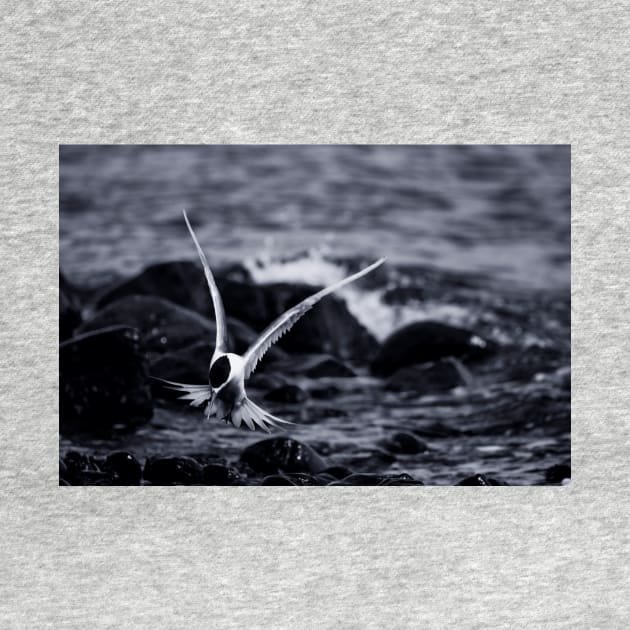 Crested Tern_VOA8098 by seadogprints